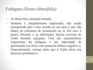 Fedegoso (Senna obtusifolia)
• As flores têm coloração amarela.
• Semente é irregularmente trapezoidal, não sendo
transportada pelo vento devido ao seu peso e por não
dispor de estruturas de sustentação no ar. Por isso, é
pouco eficiente e as infestações iniciais ocorrem de
modo bastante agregado. Uma das características
importantes do fedegoso é sua capacidade de
germinação em áreas com potencial hídrico negativo e,
frequentemente, emerge antes que o feijão inicie seu
processo germinativo.
51
 