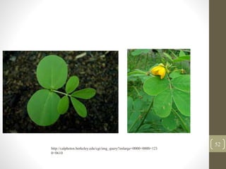 52
http://calphotos.berkeley.edu/cgi/img_query?enlarge=0000+0000+121
0+0610
 