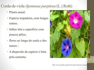 Corda-de-viola (Ipomoea purpúrea (L.) Roth)
• Planta anual;
• Espécie trepadeira, com longos
ramos;
• folhas têm a superfície com
poucos pêlos;
• flores ao longo do caule e dos
ramos ;
• A dispersão da espécie é feita
pela semente;
53
http://www.prota4u.org/protav8.asp?p=Ipomoea+purpurea
 
