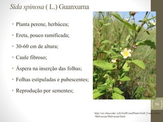 Sida spinosa ( L.) Guanxuma
• Planta perene, herbácea;
• Ereta, pouco ramificada;
• 30-60 cm de altura;
• Caule fibroso;
• Áspera na inserção das folhas;
• Folhas estipuladas e pubescentes;
• Reprodução por sementes;
56
http://src.sfasu.edu/~jvk/GulfCoastPlants/Gulf_Coast_Plants
/Malvaceae/Malvaceae.html
 