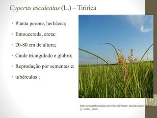 Cyperus esculentus (L.) – Tiririca
• Planta perene, herbácea;
• Entoucerada, ereta;
• 20-80 cm de altura;
• Caule triangulado e glabro;
• Reprodução por sementes e;
• tubérculos ;
57
http://northernbushcraft.com/topic.php?name=chufa&region=qc&ct
gy=edible_plants
 
