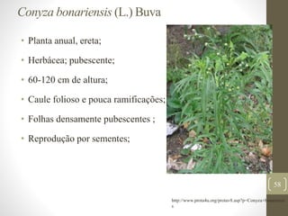 Conyza bonariensis (L.) Buva
• Planta anual, ereta;
• Herbácea; pubescente;
• 60-120 cm de altura;
• Caule folioso e pouca ramificações;
• Folhas densamente pubescentes ;
• Reprodução por sementes;
58
http://www.prota4u.org/protav8.asp?p=Conyza+bonariensi
s
 