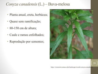 Conyza canadensis (L.) – Buva-melosa
• Planta anual, ereta, herbácea;
• Quase sem ramificação;
• 80-150 cm de altura;
• Caule e ramos enfolhados;
• Reprodução por sementes;
59
https://extension.umass.edu/landscape/weeds/conyza-canadensis
 