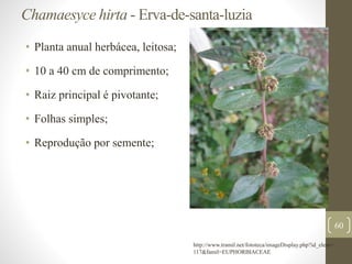 Chamaesyce hirta - Erva-de-santa-luzia
• Planta anual herbácea, leitosa;
• 10 a 40 cm de comprimento;
• Raiz principal é pivotante;
• Folhas simples;
• Reprodução por semente;
60
http://www.tramil.net/fototeca/imageDisplay.php?id_elem=
117&famil=EUPHORBIACEAE
 
