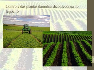 Controle das plantas daninhas dicotiledônea no
feijoeiro
61
 