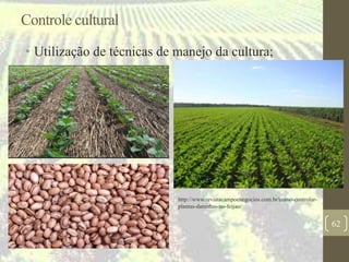 Controle cultural
• Utilização de técnicas de manejo da cultura;
62
http://www.revistacampoenegocios.com.br/como-controlar-
plantas-daninhas-no-feijao/
 