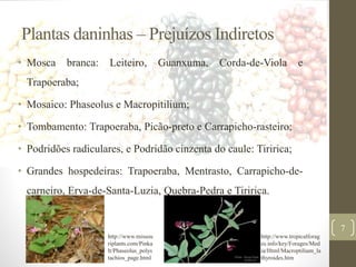Plantas daninhas – Prejuízos Indiretos
• Mosca branca: Leiteiro, Guanxuma, Corda-de-Viola e
Trapoeraba;
• Mosaico: Phaseolus e Macropitilium;
• Tombamento: Trapoeraba, Picão-preto e Carrapicho-rasteiro;
• Podridões radiculares, e Podridão cinzenta do caule: Tiririca;
• Grandes hospedeiras: Trapoeraba, Mentrasto, Carrapicho-de-
carneiro, Erva-de-Santa-Luzia, Quebra-Pedra e Tiririca.
7
http://www.missou
riplants.com/Pinka
lt/Phaseolus_polys
tachios_page.html
http://www.tropicalforag
es.info/key/Forages/Med
ia/Html/Macroptilium_la
thyroides.htm
 
