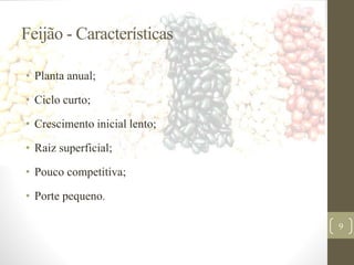 Feijão - Características
• Planta anual;
• Ciclo curto;
• Crescimento inicial lento;
• Raiz superficial;
• Pouco competitiva;
• Porte pequeno.
9
 