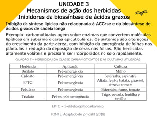 UNIDADE 3
Mecanismos de ação dos herbicidas
Inibidores da biossíntese de ácidos graxos
Inibição da síntese lipídica não relacionada à ACCase e da biossíntese de
ácidos graxos de cadeia longa
Exemplo: carbamotioatos agem sobre enzimas que convertem moléculas
lipídicas em suberina e ceras epicuticulares. Os sintomas são alterações
do crescimento da parte aérea, com inibição da emergência de folhas nas
plântulas e redução da deposição de ceras nas folhas. São herbicidas
altamente voláteis e precisam ser incorporados no solo rapidamente.
 