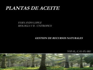 PLANTAS DE ACEITE FERNANDO LOPEZ BIOLOGIA VII - UNITROPICO YOPAL, CASANARE GESTION DE RECURSOS NATURALES 