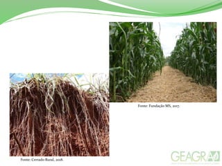 Fonte: Cerrado Rural, 2018.
Fonte: Fundação MS, 2017.
 