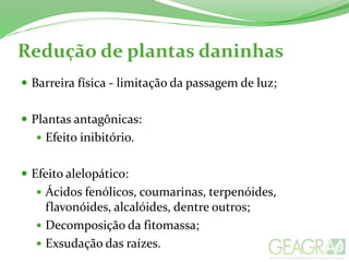 Redução de plantas daninhas
 Barreira física - limitação da passagem de luz;
 Plantas antagônicas:
 Efeito inibitório.
 Efeito alelopático:
 Ácidos fenólicos, coumarinas, terpenóides,
flavonóides, alcalóides, dentre outros;
 Decomposição da fitomassa;
 Exsudação das raízes.
 