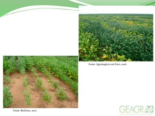 Fonte: BioGene, 2017.
Fonte: Agronegócio em Foco, 2016.
 