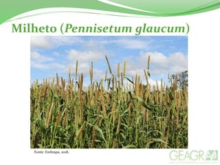 Milheto (Pennisetum glaucum)
Fonte: Embrapa, 2018.
 