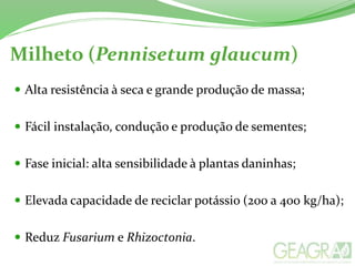  Alta resistência à seca e grande produção de massa;
 Fácil instalação, condução e produção de sementes;
 Fase inicial: alta sensibilidade à plantas daninhas;
 Elevada capacidade de reciclar potássio (200 a 400 kg/ha);
 Reduz Fusarium e Rhizoctonia.
Milheto (Pennisetum glaucum)
 