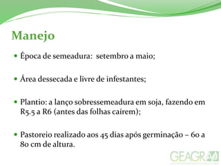 Manejo
 Época de semeadura: setembro a maio;
 Área dessecada e livre de infestantes;
 Plantio: a lanço sobressemeadura em soja, fazendo em
R5.5 a R6 (antes das folhas caírem);
 Pastoreio realizado aos 45 dias após germinação – 60 a
80 cm de altura.
 