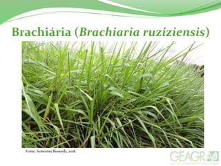 Brachiária (Brachiaria ruziziensis)
Fonte: Sementes Bioseeds, 2018.
 