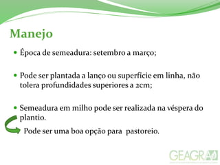 Manejo
 Época de semeadura: setembro a março;
 Pode ser plantada a lanço ou superfície em linha, não
tolera profundidades superiores a 2cm;
 Semeadura em milho pode ser realizada na véspera do
plantio.
Pode ser uma boa opção para pastoreio.
 