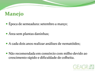 Manejo
 Época de semeadura: setembro a março;
 Área sem plantas daninhas;
 A cada dois anos realizar análises de nematóides;
 Não recomendada em consórcio com milho devido ao
crescimento rápido e dificuldade de colheita.
 