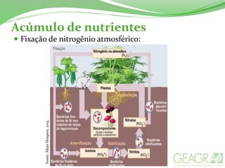 Acúmulo de nutrientes
 Fixação de nitrogênio atmosférico:
Fonte:AltairHoepers,2013.
 