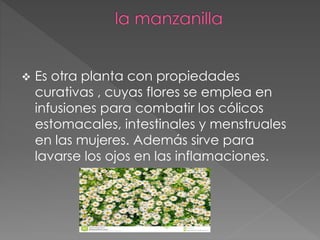  Es otra planta con propiedades 
curativas , cuyas flores se emplea en 
infusiones para combatir los cólicos 
estomacales, intestinales y menstruales 
en las mujeres. Además sirve para 
lavarse los ojos en las inflamaciones. 
 