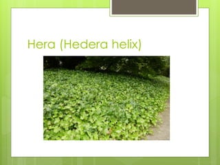 Hera (Hedera helix)
 