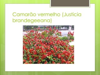 Camarão vermelho (Justicia
brandegeeana)
 