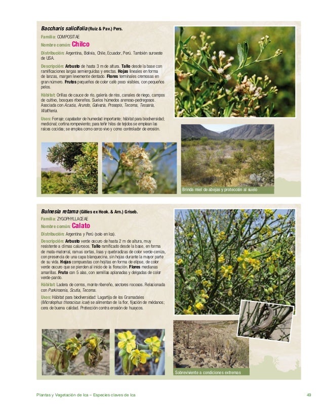 Plantas De Ica