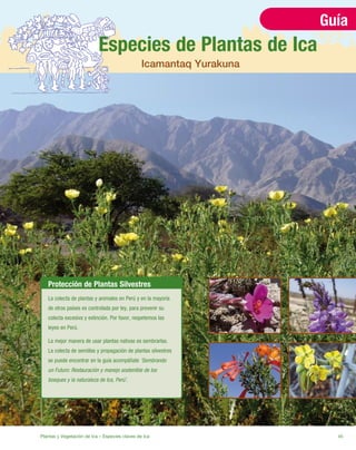 Plantas y Vegetación de Ica – Especies claves de Ica 45
Caption
Caption
Guía
Especies de Plantas de Ica
Icamantaq Yurakuna
Protección de Plantas Silvestres
La colecta de plantas y animales en Perú y en la mayoría
de otros países es controlada por ley, para prevenir su
colecta excesiva y extinción. Por favor, respetemos las
leyes en Perú.
La mejor manera de usar plantas nativas es sembrarlas.
La colecta de semillas y propagación de plantas silvestres
se puede encontrar en la guía acompáñate ‘Sembrando
un Futuro: Restauración y manejo sostenible de los
bosques y la naturaleza de Ica, Perú’.
 