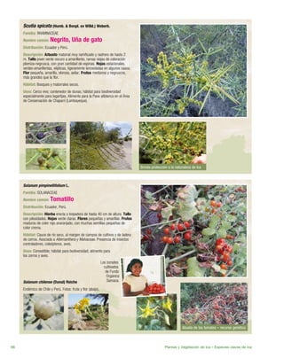 Solanum pimpinellifolium L.
Familia: SOLANACEAE
Nombre común: Tomatillo
Distribución: Ecuador, Perú.
Descripción: Hierba erecta o trepadora de hasta 40 cm de altura. Tallo
con pilosidades. Hojas verde claras. Flores pequeñas y amarillas. Frutos
maduros de color rojo anaranjado, con muchas semillas pequeñas de
color crema.
Hábitat: Cauce de río seco, al margen de campos de cultivos y de ladera
de cerros. Asociada a Alternanthera y Malvaceae. Presencia de insectos
controladores, coleópteros, aves.
Usos: Comestible; hábitat para bodiversidad; alimento para
los zorros y aves.
Solanum chilense (Dunal) Reiche
Endémico de Chile y Perú. Fotos: fruta y flor (abajo).
Scutia spicata (Humb. & Bonpl. ex Willd.) Weberb.
Familia: RHAMNACEAE
Nombre común: Negrito, Uña de gato
Distribución: Ecuador y Perú.
Descripción: Arbusto matorral muy ramificado y rastrero de hasta 2
m. Tallo joven verde oscuro a amarillento, ramas viejas de coloración
plomiza-negrusca, con gran cantidad de espinas. Hojas estacionales,
verdes-amarillentas, elípticas, ligeramente lanceoladas en algunos casos.
Flor pequeña, amarilla, olorosa, axilar. Frutos medianos y negruscos,
más grandes que la flor.
Hábitat: Bosques y matorrales secos.
Usos: Cerco vivo; contenedor de dunas; hábitat para biodiversidad
especialmente para lagartijas. Alimento para la Pava aliblanca en el Área
de Conservación de Chaparrí (Lambayeque).
Plantas y Vegetación de Ica – Especies claves de Ica66
Abuela de los tomates – recurso genético
Brinda protección a la naturaleza de Ica
Los tomates
cultivados
de Fundo
Orgánico
Samaca.
 