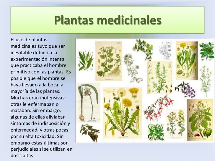 plantas alimenticiasdentro de todos los tipos diferentes de plantas plantas alimenticiasdentro de todos los tipos diferentes de plantas