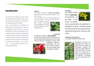 En nuestro país existen una gran varie-
dad de plantas medicinales, cuyo uso se
da hasta la actualidad por sus propieda-
des beneficiosas para la salud.
Estos conocimientos transmitidos de
generación en generación por nuestros
antepasados forman parte de nuestra
identidad cultural y han aportado o en-
riquecido el desarrollo de la industria de
medicamentos. Las plantas medicinales
utilizadas adecuadamente contribuyen
a aliviar parte de las dolencias humanas
y además son accesibles por sus pre-
cios y se les puede encontrar en los
mercados populares.
ABUTA.
Su nombre científico es Abuta grandifolia;
también es conocido motelo sanango, trom-
petero sacha
Es una planta que crece en la selva del Perú,
la raíz se utiliza para la anemia, hemorra-
gias y reumatismo. La cor-
teza hervida ,macerada
para la diabetes y las hojas
como afrodisiaco y esteri-
lidad femenina
ACHIOTE
Su nombre científico es Bixa orellana
Sus hojas se le utiliza para la infecciones de
la piel aplicando la decocción de sus hojas
sobre las lesiones. También es usado como
antiséptico vaginal y
cicatrizante, En infu-
sión se toma la decoc-
ción de sus hojas para
la hepatitis y vómitos.
Introducción RETAMA.
Su nombre cientí-
fico es Cassia alata
El cocimiento de
las hojas se usa
como un antidia-
rreico y para eliminar los parásitos in-
testinales, las flores hervida durante
dos horas se toma como agua de tiem-
po para las infecciones urinarias y diu-
rético.
SUELDA CON SUELDA
Su nombre científico es Pishco isma
Sus hojas se trituran y se
exprimen para extraer el
jugo, alivia las ulceras es-
tomacales. también las
hojas se muelen hasta ob-
tener una masa y se mes-
clan con la clara de un
huevo y se aplica en fractu-
ras ,además, en infusión
cura las infecciones de la
piel.
 