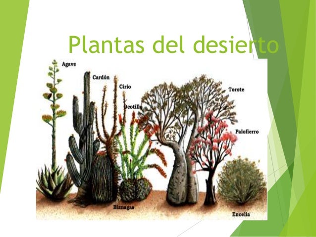 Plantas Del Desierto Por Ana Pilamunga
