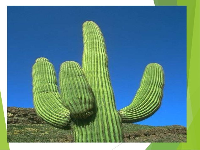 Imagenes De Animales Y Plantas Del Desierto | plantas del desierto por ana pilamunga Imagenes De Animales Y Plantas Del Desierto | plantas del desierto por ana pilamunga