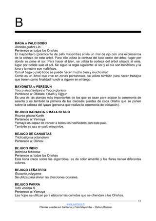 www.santeria.fr
Plantas usadas en Santería y Palo Mayombe – Oshun Bomiré
11
B
BAGA o PALO BOBO
Annona glabra Lin.
Pertenece a: todos los Orishas
El mayombero (practicante de palo mayombe) envía un mal de ojo con una excrecencia
de la corteza de este árbol. Para ello utiliza la corteza del lado oeste del árbol, lugar por
donde se pone el sol. Para hacer el bien, se utiliza la corteza del árbol situada al este,
lugar por donde sale el sol. Se sigue la regla siguiente: el sol y el día son benéficos y la
luna y la noche son maléficos.
Con el baga o palo bobo se puede hacer mucho bien y mucho mal.
Como es un árbol que vive en zonas pantanosas, se utiliza también para hacer trabajos
que tienen como finalidad hundir a alguien en el fango.
BAYONETA o PEREGUN
Yucca elephantipes o Yucca gloriosa
Pertenece a: Obatala, Osain y Oggun
Es una de las plantas más importantes de las que se usan para acabar la ceremonia de
asiento y es también la primera de las dieciséis plantas de cada Orisha que se ponen
sobre la cabeza del iyawo (persona que realiza la ceremonia de iniciación).
BEJUCO BARACOA o MATA NEGRO
Rourea glabra Kunth
Pertenece a: Yemaya
Yemaya es capaz de vencer a todos los hechiceros con este palo.
También se usa en palo mayombe.
BEJUCO DE CANASTAS
Trichostigma octandrum
Pertenece a: Oshosi
BEJUCO INDIO
Ipomoea tuberosa
Pertenece a: todos los Orishas
Esta liana crece sobre los algarrobos, es de color amarillo y las flores tienen diferentes
colores.
BEJUCO LEÑATERO
Gouania polygama
Se utiliza para aliviar las afecciones oculares.
BEJUCO PARRA
Vitis vinifera R.
Pertenece a: Yemaya
Las hojas se utilizan para elaborar las comidas que se ofrendan a los Orishas.
 