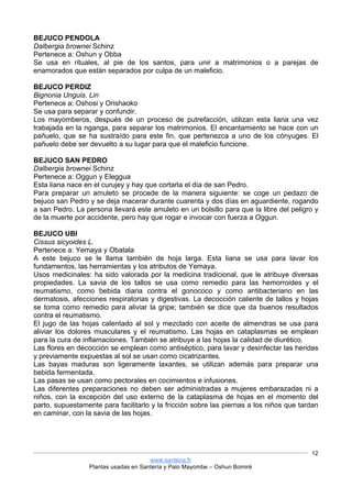 www.santeria.fr
Plantas usadas en Santería y Palo Mayombe – Oshun Bomiré
12
BEJUCO PENDOLA
Dalbergia brownei Schinz
Pertenece a: Oshun y Obba
Se usa en rituales, al pie de los santos, para unir a matrimonios o a parejas de
enamorados que están separados por culpa de un maleficio.
BEJUCO PERDIZ
Bignonia Unguis. Lin
Pertenece a: Oshosi y Orishaoko
Se usa para separar y confundir.
Los mayomberos, después de un proceso de putrefacción, utilizan esta liana una vez
trabajada en la nganga, para separar los matrimonios. El encantamiento se hace con un
pañuelo, que se ha sustraído para este fin, que pertenezca a uno de los cónyuges. El
pañuelo debe ser devuelto a su lugar para que el maleficio funcione.
BEJUCO SAN PEDRO
Dalbergia brownei Schinz
Pertenece a: Oggun y Eleggua
Esta liana nace en el curujey y hay que cortarla el día de san Pedro.
Para preparar un amuleto se procede de la manera siguiente: se coge un pedazo de
bejuco san Pedro y se deja macerar durante cuarenta y dos días en aguardiente, rogando
a san Pedro. La persona llevará este amuleto en un bolsillo para que la libre del peligro y
de la muerte por accidente, pero hay que rogar e invocar con fuerza a Oggun.
BEJUCO UBI
Cissus sicyoides L.
Pertenece a: Yemaya y Obatala
A este bejuco se le llama también de hoja larga. Esta liana se usa para lavar los
fundamentos, las herramientas y los atributos de Yemaya.
Usos medicinales: ha sido valorada por la medicina tradicional, que le atribuye diversas
propiedades. La savia de los tallos se usa como remedio para las hemorroides y el
reumatismo, como bebida diaria contra el gonococo y como antibacteriano en las
dermatosis, afecciones respiratorias y digestivas. La decocción caliente de tallos y hojas
se toma como remedio para aliviar la gripe; también se dice que da buenos resultados
contra el reumatismo.
El jugo de las hojas calentado al sol y mezclado con aceite de almendras se usa para
aliviar los dolores musculares y el reumatismo. Las hojas en cataplasmas se emplean
para la cura de inflamaciones. También se atribuye a las hojas la calidad de diurético.
Las flores en decocción se emplean como antiséptico, para lavar y desinfectar las heridas
y previamente expuestas al sol se usan como cicatrizantes.
Las bayas maduras son ligeramente laxantes, se utilizan además para preparar una
bebida fermentada.
Las pasas se usan como pectorales en cocimientos e infusiones.
Las diferentes preparaciones no deben ser administradas a mujeres embarazadas ni a
niños, con la excepción del uso externo de la cataplasma de hojas en el momento del
parto, supuestamente para facilitarlo y la fricción sobre las piernas a los niños que tardan
en caminar, con la savia de las hojas.
 