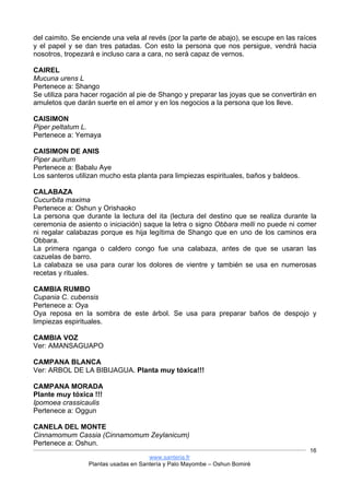 www.santeria.fr
Plantas usadas en Santería y Palo Mayombe – Oshun Bomiré
16
del caimito. Se enciende una vela al revés (por la parte de abajo), se escupe en las raíces
y el papel y se dan tres patadas. Con esto la persona que nos persigue, vendrá hacia
nosotros, tropezará e incluso cara a cara, no será capaz de vernos.
CAIREL
Mucuna urens L
Pertenece a: Shango
Se utiliza para hacer rogación al pie de Shango y preparar las joyas que se convertirán en
amuletos que darán suerte en el amor y en los negocios a la persona que los lleve.
CAISIMON
Piper peltatum L.
Pertenece a: Yemaya
CAISIMON DE ANIS
Piper auritum
Pertenece a: Babalu Aye
Los santeros utilizan mucho esta planta para limpiezas espirituales, baños y baldeos.
CALABAZA
Cucurbita maxima
Pertenece a: Oshun y Orishaoko
La persona que durante la lectura del ita (lectura del destino que se realiza durante la
ceremonia de asiento o iniciación) saque la letra o signo Obbara melli no puede ni comer
ni regalar calabazas porque es hija legítima de Shango que en uno de los caminos era
Obbara.
La primera nganga o caldero congo fue una calabaza, antes de que se usaran las
cazuelas de barro.
La calabaza se usa para curar los dolores de vientre y también se usa en numerosas
recetas y rituales.
CAMBIA RUMBO
Cupania C. cubensis
Pertenece a: Oya
Oya reposa en la sombra de este árbol. Se usa para preparar baños de despojo y
limpiezas espirituales.
CAMBIA VOZ
Ver: AMANSAGUAPO
CAMPANA BLANCA
Ver: ARBOL DE LA BIBIJAGUA. Planta muy tóxica!!!
CAMPANA MORADA
Plante muy tóxica !!!
Ipomoea crassicaulis
Pertenece a: Oggun
CANELA DEL MONTE
Cinnamomum Cassia (Cinnamomum Zeylanicum)
Pertenece a: Oshun.
 