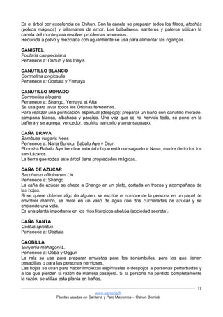 www.santeria.fr
Plantas usadas en Santería y Palo Mayombe – Oshun Bomiré
17
Es el árbol por excelencia de Oshun. Con la canela se preparan todos los filtros, afochés
(polvos mágicos) y talismanes de amor. Los babalawos, santeros y paleros utilizan la
canela del monte para resolver problemas amorosos.
Reducida a polvo y mezclada con aguardiente se usa para alimentar las ngangas.
CANISTEL
Pouteria campechiana
Pertenece a: Oshun y los Ibeyis
CANUTILLO BLANCO
Comnelina longicaulis
Pertenece a: Obatala y Yemaya
CANUTILLO MORADO
Commelina elegans
Pertenece a: Shango, Yemaya et Aña
Se usa para lavar todos los Orishas femeninos.
Para realizar una purificación espiritual (despojo): preparar un baño con canutillo morado,
campana blanca, albahaca y paraíso. Una vez que se ha hervido todo, se pone en la
bañera y se agrega: vencedor, espíritu tranquilo y amansaguapo.
CAÑA BRAVA
Bambusa vulgaris Nees
Pertenece a: Nana Buruku, Babalu Aye y Orun
El orisha Babalu Aye bendice este árbol que está consagrado a Nana, madre de todos los
san Lázaros.
La tierra que rodea este árbol tiene propiedades mágicas.
CAÑA DE AZUCAR
Saccharun officinarum.Lin
Pertenece a: Shango
La caña de azúcar se ofrece a Shango en un plato, cortada en trozos y acompañada de
las hojas.
Si se quiere obtener algo de alguien, se escribe el nombre de la persona en un papel de
envolver marrón, se mete en un vaso de agua con dos cucharadas de azúcar y se
enciende una vela.
Es una planta importante en los ritos litúrgicos abakúa (sociedad secreta).
CAÑA SANTA
Costus spicatus
Pertenece a: Obatala
CAOBILLA
Swiyenia mahagoni L.
Pertenece a: Obba y Oggun
La raíz se usa para preparar amuletos para los sonámbulos, para los que tienen
pesadillas o para las personas nerviosas.
Las hojas se usan para hacer limpiezas espirituales o despojos a personas perturbadas y
a los que pierden la razón de manera pasajera. Si la persona ha perdido completamente
la razón, se utiliza esta planta en baños.
 