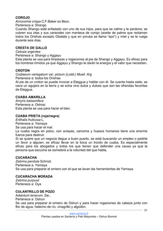 www.santeria.fr
Plantas usadas en Santería y Palo Mayombe – Oshun Bomiré
21
COROJO
Acrocomia crispa C.F.Baker ex Becc.
Pertenece a: Shango
Cuando Shango está enfadado con uno de sus hijos, para que se calme y le perdone, se
cubren sus otas y sus caracoles con manteca de corojo (aceite de palma que reclaman
todos los Orishas excepto Obatala y que en yoruba se llama “epo”) y miel y se le ruega
durante seis días.
CRESTA DE GALLO
Celosia argentea
Pertenece a: Shango y Aggayu
Esta planta se usa para limpiezas y rogaciones al pie de Shango y Aggayu. Es eficaz para
los hombres tímidos ya que Aggayu y Shango le darán la energía y el valor que necesitan.
CROTON
Codiaeum variegatum var. pictum (Lodd.) Muell. Arg
Pertenece a: todos los Orishas
Al pie de un croton se puede invocar a Eleggua y hablar con él. Se cuenta hasta siete, se
cava un agujero en la tierra y se echa vino dulce y dulces que son las ofrendas favoritas
de Eleggua.
CUABA AMARILLA
Amyris balsamifera
Pertenece a: Oshosi
Esta planta se usa para hacer el bien.
CUABA PRIETA (roja/negra)
Erithalis fruticosa L,
Pertenece a: Yemaya
Se usa para hacer el mal.
La cuaba negra en polvo, con avispas, carcoma y huesos humanos tiene una enorme
fuerza para destruir.
Si se quiere que un negocio llegue a buen puerto, se está buscando un empleo o pedirle
un favor a alguien, es eficaz llevar en la boca un trocito de cuaba. Es especialmente
eficaz para los abogados y todos los que tienen que defender una causa ya que la
persona que escucha se someterá a la voluntad del que habla,
CUCARACHA
Zebrina pendula Schnizl.
Pertenece a: Yemaya
Se usa para preparar el omiero con el que se lavan las herramientas de Yemaya.
CUCARACHA MORADA
Zebrina purpusii
Pertenece a: Oya
CULANTRILLO DE POZO
Adiantum tenerum, Sw.,
Pertenece a: Oshun
Se usa para preparar el omiero de Oshun y para hacer rogaciones de cabeza junto con
flor de agua, helecho de río, vinagrillo y algodón.
 