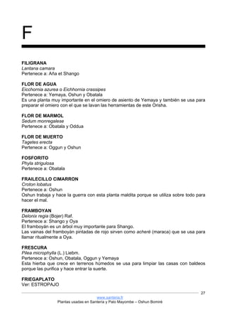 www.santeria.fr
Plantas usadas en Santería y Palo Mayombe – Oshun Bomiré
27
F
FILIGRANA
Lantana camara
Pertenece a: Aña et Shango
FLOR DE AGUA
Eicchornia azurea o Eichhornia crassipes
Pertenece a: Yemaya, Oshun y Obatala
Es una planta muy importante en el omiero de asiento de Yemaya y también se usa para
preparar el omiero con el que se lavan las herramientas de este Orisha.
FLOR DE MARMOL
Sedum monregalese
Pertenece a: Obatala y Oddua
FLOR DE MUERTO
Tagetes erecta
Pertenece a: Oggun y Oshun
FOSFORITO
Phyla strigulosa
Pertenece a: Obatala
FRAILECILLO CIMARRON
Croton lobatus
Pertenece a: Oshun
Oshun trabaja y hace la guerra con esta planta maldita porque se utiliza sobre todo para
hacer el mal.
FRAMBOYAN
Delonix regia (Bojer) Raf.
Pertenece a: Shango y Oya
El framboyán es un árbol muy importante para Shango.
Las vainas del framboyán pintadas de rojo sirven como acheré (maraca) que se usa para
llamar ritualmente a Oya.
FRESCURA
Pilea microphylla (L.) Liebm.
Pertenece a: Oshun, Obatala, Oggun y Yemaya
Esta hierba que crece en terrenos húmedos se usa para limpiar las casas con baldeos
porque las purifica y hace entrar la suerte.
FRIEGAPLATO
Ver: ESTROPAJO
 