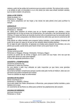www.santeria.fr
Plantas usadas en Santería y Palo Mayombe – Oshun Bomiré
3
cabeza y pelo de las axilas de la persona que se quiere controlar. Se reduce todo a polvo
y se añade al café, al chocolate o a un vino dulce (en este caso añadir también canela),
que se dará a beber a la persona.
AGALLA DE COSTA
Radia aculeata, Lin,
Pertenece a: Eleggua
Una tisana preparada con las hojas y las raíces de esta planta sirve para purificar la
sangre.
AGRACEJO
Gossypiospermum praecox
Pertenece a: Obatala
Se utiliza para preparar el omiero que es un líquido preparado con plantas y otros
ingredientes con el que se lavan los fundamentos, los caracoles y las herramientas de los
Orishas. El iyawo (se llama así durante el primer año a la persona que ha coronado santo)
debe beber omiero preparado a tal efecto durante los siete días que dura la ceremonia del
asiento.
Esta planta se utiliza también para preparar baños lustrales y para baldeos (limpieza del
suelo de la casa con agua en la que se han añadido determinadas plantas).
En la regla de palo mayombe, el agracejo se emplea para preparar las prendas y es una
planta que puede usarse tanto para hacer el bien como para hacer el mal.
AGUACATE
Persea americana Mill.
Pertenece a: Eleggua, Shango, Orishaoko, Yemaya y Oggun
Cuando se quiere dar de comer a Oggun, se le cubre con sus hojas. Una vez que las
hojas están secas se usan para trabajos.
El fruto del aguacate pertenece a Oya.
AGUEDITA o ROMPEHUESO
Picramnia pentandra Sw.
Pertenece a: todos los Orishas.
Es una planta o palo muy utilizada en palo mayombe ya que tiene unas grandes
cualidades mágicas.
Se le llama también rompehueso porque cuando este palo monta al médium, éste cae con
tal fuerza que podría romperse los huesos.
Tiene la cualidad de alejar la enfermedad.
AGUINALDO BLANCO
Rivea corymbosa (L.)
Pertenece a: Obatala y Oshosi
Sirve para alejar las malas vibraciones o influencias, para preparar baños lustrales y para
baldeos de la casa.
Un cocimiento de las flores se utiliza para contener las palpitaciones del corazón.
AGUINALDO MORADO
Ipomoea crassicaulis
Pertenece a: Orula
 