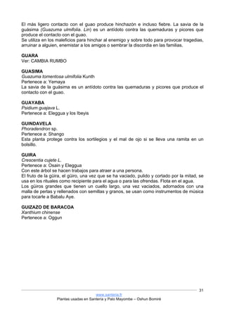 www.santeria.fr
Plantas usadas en Santería y Palo Mayombe – Oshun Bomiré
31
El más ligero contacto con el guao produce hinchazón e incluso fiebre. La savia de la
guásima (Guazuma ulmifolia. Lin) es un antídoto contra las quemaduras y picores que
produce el contacto con el guao.
Se utiliza en los maleficios para hinchar al enemigo y sobre todo para provocar tragedias,
arruinar a alguien, enemistar a los amigos o sembrar la discordia en las familias.
GUARA
Ver: CAMBIA RUMBO
GUASIMA
Guazuma tomentosa ulmifolia Kunth
Pertenece a: Yemaya
La savia de la guásima es un antídoto contra las quemaduras y picores que produce el
contacto con el guao.
GUAYABA
Psidium guajava L.
Pertenece a: Eleggua y los Ibeyis
GUINDAVELA
Phoradendron sp.
Pertenece a: Shango
Esta planta protege contra los sortilegios y el mal de ojo si se lleva una ramita en un
bolsillo.
GUIRA
Crescentia cujete L.
Pertenece a: Osain y Eleggua
Con este árbol se hacen trabajos para atraer a una persona.
El fruto de la güira, el güiro, una vez que se ha vaciado, pulido y cortado por la mitad, se
usa en los rituales como recipiente para el agua o para las ofrendas. Flota en el agua.
Los güiros grandes que tienen un cuello largo, una vez vaciados, adornados con una
malla de perlas y rellenados con semillas y granos, se usan como instrumentos de música
para tocarle a Babalu Aye.
GUIZAZO DE BARACOA
Xanthium chinense
Pertenece a: Oggun
 