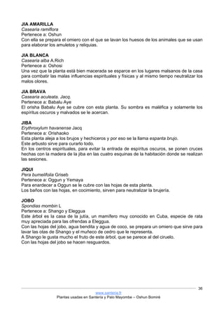 www.santeria.fr
Plantas usadas en Santería y Palo Mayombe – Oshun Bomiré
36
JIA AMARILLA
Casearia ramiflora
Pertenece a: Oshun
Con ella se prepara el omiero con el que se lavan los huesos de los animales que se usan
para elaborar los amuletos y reliquias.
JIA BLANCA
Casearia alba A.Rich
Pertenece a: Oshosi
Una vez que la planta está bien macerada se esparce en los lugares malsanos de la casa
para combatir las malas influencias espirituales y físicas y al mismo tiempo neutralizar los
malos olores.
JIA BRAVA
Casearia aculeata. Jacq.
Pertenece a: Babalu Aye
El orisha Babalu Aye se cubre con esta planta. Su sombra es maléfica y solamente los
espíritus oscuros y malvados se le acercan.
JIBA
Erythroxylum havanense Jacq
Pertenece a: Orishaoko
Esta planta aleja a los brujos y hechiceros y por eso se la llama espanta brujo.
Este arbusto sirve para curarlo todo.
En los centros espirituales, para evitar la entrada de espíritus oscuros, se ponen cruces
hechas con la madera de la jiba en las cuatro esquinas de la habitación donde se realizan
las sesiones.
JIQUI
Pera bumelifolia Griseb
Pertenece a: Oggun y Yemaya
Para enardecer a Oggun se le cubre con las hojas de esta planta.
Los baños con las hojas, en cocimiento, sirven para neutralizar la brujería.
JOBO
Spondias mombin L
Pertenece a: Shango y Eleggua
Este árbol es la casa de la jutía, un mamífero muy conocido en Cuba, especie de rata
muy apreciada para las ofrendas a Eleggua.
Con las hojas del jobo, agua bendita y agua de coco, se prepara un omiero que sirve para
lavar las otas de Shango y el muñeco de cedro que le representa.
A Shango le gusta mucho el fruto de este árbol, que se parece al del ciruelo.
Con las hojas del jobo se hacen resguardos.
 