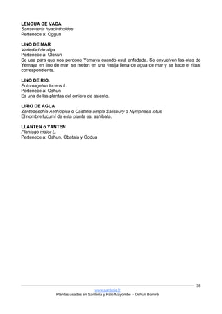 www.santeria.fr
Plantas usadas en Santería y Palo Mayombe – Oshun Bomiré
38
LENGUA DE VACA
Sansevieria hyacinthoides
Pertenece a: Oggun
LINO DE MAR
Variedad de alga
Pertenece a: Olokun
Se usa para que nos perdone Yemaya cuando está enfadada. Se envuelven las otas de
Yemaya en lino de mar, se meten en una vasija llena de agua de mar y se hace el ritual
correspondiente.
LINO DE RIO.
Potomageton lucens L.
Pertenece a: Oshun
Es una de las plantas del omiero de asiento.
LIRIO DE AGUA
Zantedeschia Aethiopica o Castalia ampla Salisbury o Nymphaea lotus
El nombre lucumí de esta planta es: ashibata.
LLANTEN o YANTEN
Plantago major L.
Pertenece a: Oshun, Obatala y Oddua
 