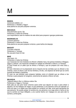 www.santeria.fr
Plantas usadas en Santería y Palo Mayombe – Oshun Bomiré
39
M
MABOA
Cameraria latifolia. Lin
Pertenece a: Obatala y Oggun
Esta planta se usa para preparar venenos.
MACAGUA
Pseudolmedia spuria, Sw,
Pertenece a: todos los Orishas
Los mayomberos usan la madera de este árbol para preparar ngangas poderosas.
MADRESELVA
Lonicera japónica
Pertenece a: todos los Orishas
Esta planta se usa para preparar omieros y para baños de despojo.
MAGUEY
Furcraea cubensis
Pertenece a: Yemaya
Se usa para hacer el mal.
MAIZ
Zea mays. Lin.
Pertenece a: todos los Orishas
Las mazorcas de maíz tostadas se ofrecen a Babalu Aye y los granos tostados a Eleggua,
Oggun y Oshosi. Las mazorcas cortadas en rodajas se ofrendan a Oshun y a Yemaya.
El maíz finado es un plato que se ofrece a Yemaya y que se prepara con maíz seco y
azúcar.
El maíz interviene en la preparación de la mayoría de las comidas que se ofrecen a los
Orishas, como el akara o pan de los Orishas y el eko, una especie de tamal que se come
durante las fiestas y tambores.
El maíz se usa también para preparar bebidas como el cheketé que se ofrece a los
Orishas o para preparar el nangareo, ceremonia de saludo a Olorun (el sol).
MAJAGUA
Talipariti elatum (Sw.) o Hibiscus elatus Sw.
Pertenece a: Oggun y Yemaya
Este palo se usa para hacer amarres (para evitar que alguien se vaya o para atraer a
alguien). En los trabajos de magia, lo que pertenece a una persona como por ejemplo un
trozo de ropa o un objeto que haya estado en contacto con ella, sirve para apropiarse de
esa persona. Se puede poseer la sombra de una persona si se coge polvo o tierra en los
que la sombra se haya reflejado y una cuerda hecha con majagua se usa para atar la
sombra y embrujarla.
 