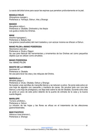 www.santeria.fr
Plantas usadas en Santería y Palo Mayombe – Oshun Bomiré
41
La savia del árbol sirve para sacar las espinas que penetran profundamente en la piel.
MANGLE ROJO
Rhizophora mangle L.
Pertenece a: Yemaya, Oshun, Inle y Shango
MANGO
Mangifera indica L.
Pertenece a: Obatala, Orishaoko y los Ibeyis
Les gusta a todos los Orishas.
MANI
Arachis hypogaea L.
Pertenece a: Babalu Aye
Los granos (cacahuetes) del maní tostados y con azúcar morena se ofrecen a Oshun.
MANO PILON o MANO PODEROSA
Neomarica caerulea
Pertenece a: Orula y Oggun
Se usa para fabricar las herramientas y ornamentos de los Orishas así como pequeños
objetos que se utilizan como amuletos.
MANO PODEROSA
Ver: MANO PILON
MANTO DE LA VIRGEN
Ipomoea nil
Pertenece a: Obatala
Se usa para lavar las otas y las reliquias del Orisha.
MARAVILLA
Mirabilis jalapa L
Pertenece a: Orula, Obatala, Oshun y Shango
Se tuestan unas semillas de maravilla blanca y se reducen a polvo. Se pone este polvo en
una hoja de algodón con cascarilla y manteca de cacao. Se recubre todo con una tela
blanca y una hoja de prodigiosa y se deja todo sobre la ota de Obatala. Durante ocho días
se pone un poco de este polvo delante de la puerta de entrada de la casa y la buena
suerte llegará.
MARILOPE
Turnera ulmifolia L.
Pertenece a: Oshun
La infusión de las hojas y las flores es eficaz en el tratamiento de las afecciones
gastrointestinales.
MAR PACIFICO
Hibiscus rosa-sinensis L.
Pertenece a: Shango
 