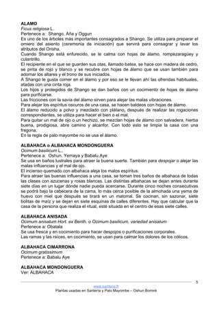 www.santeria.fr
Plantas usadas en Santería y Palo Mayombe – Oshun Bomiré
5
ALAMO
Ficus religiosa L.
Pertenece a: Shango, Aña y Oggun
Es uno de los árboles más importantes consagrados a Shango. Se utiliza para preparar el
omiero del asiento (ceremonia de iniciación) que servirá para consagrar y lavar los
atributos del Orisha.
Cuando Shango está enfurecido, se le calma con hojas de álamo, rompezaragüey y
culantrillo.
El recipiente en el que se guarden sus otas, llamado batea, se hace con madera de cedro,
se pinta de rojo y blanco y se recubre con hojas de álamo que se usan también para
adornar los altares y el trono de sus iniciados.
A Shango le gusta comer en el álamo y por eso se le llevan ahí las ofrendas habituales,
atadas con una cinta roja.
Los hijos y protegidos de Shango se dan baños con un cocimiento de hojas de álamo
para purificarse.
Las fricciones con la savia del álamo sirven para alejar las malas vibraciones.
Para alejar los espíritus oscuros de una casa, se hacen baldeos con hojas de álamo.
El álamo reducido a polvo y mezclado con plátano, después de realizar las rogaciones
correspondientes, se utiliza para hacer el bien o el mal.
Para quitar un mal de ojo o un hechizo, se mezclan hojas de álamo con salvadera, hierba
buena, prodigiosa, abre camino y alcanfor. Con todo esto se limpia la casa con una
fregona.
En la regla de palo mayombe no se usa el álamo.
ALBAHACA o ALBAHACA MONDONGUERA
Ocimum basilicum L.,
Pertenece a: Oshun, Yemaya y Babalu Aye
Se usa en baños lustrales para atraer la buena suerte. También para despojar o alejar las
malas influencias y el mal de ojo.
El incienso quemado con albahaca aleja los malos espíritus.
Para atraer las buenas influencias a una casa, se toman tres baños de albahaca de todas
las clases con azucenas y rosas blancas. Las distintas albahacas se dejan antes durante
siete días en un lugar dónde nadie pueda acercarse. Durante cinco noches consecutivas
se podrá bajo la cabecera de la cama, lo más cerca posible de la almohada una yema de
huevo con miel que después se tirará en un matorral. Se cocinan, sin sazonar, siete
bolitas de maíz y se dejan en siete esquinas de calles diferentes. Hay que calcular que la
casa de la persona que realiza el ritual, esté situada en el centro de esas siete calles.
ALBAHACA ANISADA
Ocimum anisatum Hort. ex Benth. o Ocimum basilicum, variedad anisatum
Pertenece a: Obatala
Se usa fresca y en cocimiento para hacer despojos o purificaciones corporales.
Las ramas y las raíces, en cocimiento, se usan para calmar los dolores de los cólicos.
ALBAHACA CIMARRONA
Ocimum gratissimum
Pertenece a: Babalu Aye
ALBAHACA MONDONGUERA
Ver: ALBAHACA
 