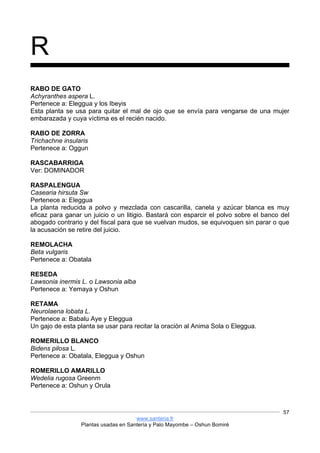 www.santeria.fr
Plantas usadas en Santería y Palo Mayombe – Oshun Bomiré
57
R
RABO DE GATO
Achyranthes aspera L.
Pertenece a: Eleggua y los Ibeyis
Esta planta se usa para quitar el mal de ojo que se envía para vengarse de una mujer
embarazada y cuya víctima es el recién nacido.
RABO DE ZORRA
Trichachne insularis
Pertenece a: Oggun
RASCABARRIGA
Ver: DOMINADOR
RASPALENGUA
Casearia hirsuta Sw
Pertenece a: Eleggua
La planta reducida a polvo y mezclada con cascarilla, canela y azúcar blanca es muy
eficaz para ganar un juicio o un litigio. Bastará con esparcir el polvo sobre el banco del
abogado contrario y del fiscal para que se vuelvan mudos, se equivoquen sin parar o que
la acusación se retire del juicio.
REMOLACHA
Beta vulgaris
Pertenece a: Obatala
RESEDA
Lawsonia inermis L. o Lawsonia alba
Pertenece a: Yemaya y Oshun
RETAMA
Neurolaena lobata L.
Pertenece a: Babalu Aye y Eleggua
Un gajo de esta planta se usar para recitar la oración al Anima Sola o Eleggua.
ROMERILLO BLANCO
Bidens pilosa L.
Pertenece a: Obatala, Eleggua y Oshun
ROMERILLO AMARILLO
Wedelia rugosa Greenm
Pertenece a: Oshun y Orula
 