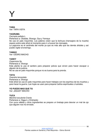 www.santeria.fr
Plantas usadas en Santería y Palo Mayombe – Oshun Bomiré
66
Y
YABA
Ver: TAPA VISTA
YAGRUMA
Cecropia peltata L.
Pertenece a: Obatala, Shango, Oya y Yemaya
Se usa en palo mayombe. Los paleros creen que la lechuza (mensajera de la muerte)
espera sobre este árbol el momento para ir a buscar los mensajes.
La yagruma es el centinela del monte ya que es más alto que los demás árboles y así
puede vigilar al enemigo.
YAMAO
Ver: CEDRO MACHO
YAREY
Copernicia Sp
Pertenece a: Shango
Esta planta la usa el santero para preparar polvos que sirven para hacer escapar a
alguien de la justicia.
No se usa en palo mayombe porque no es buena para la prenda.
YAYA
Oxandra lanceolata
Pertenece a: Shango
Este árbol se usa en palo mayombe para hacer trabajos con los espíritus de los muertos y
para hacer la guerra. Las hojas se usan para preparar baños espirituales o lustrales.
YO PUEDO MAS QUE TU
Ver: JAGUEY MACHO
YUCA
Manihot esculenta Crantz
Pertenece a: Oggun y Orishaoko
Con yuca rallada y otros ingredientes se prepara un brebaje para desviar un mal de ojo
que alguien nos ha enviado.
 