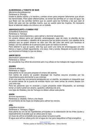 www.santeria.fr
Plantas usadas en Santería y Palo Mayombe – Oshun Bomiré
7
ALMORRANA o TOMATE DE MAR
Merremia discoidesperma
Pertenece a: Shango
Existe la planta macho y la hembra y ambas sirven para preparar talismanes que alivian
las hemorroides. Para saber diferenciarlas, se echan las semillas en un vaso de agua: las
que flotan son las semillas hembra que se usarán para los hombres y las que caen al
fondo del vaso son las semillas macho, que se usarán para las mujeres. Es necesario
llevar el talismán atado a la cintura o en un bolsillo.
AMANSAGUAPO o CAMBIA VOZ
Schaefferia frutescens
Pertenece a: Yemaya
Se usa para reconciliaciones y para calmar y dominar situaciones.
Un amarre clásico sería por ejemplo: amansaguapo, paja de maíz, la plantilla de los
zapatos, una camiseta y cabellos de la persona que se quiere amarrar. Los cabellos de la
persona que se quiere amarrar se atan con hilo del color del santo que favorece el
trabajo, con los cabellos de la persona para quien se realiza el amarre.
Para obtener lo que se quiera, sólo hay que cubrir una rama de amansaguapo con hilo
blanco y negro y añadir aguardiente, vino seco, miel y canela. Después se le pide al santo
que favorece el trabajo lo que se desea.
AMOR SECO
Desmodium adscendens (Sw.)
Pertenece a: Oshun
Es una planta muy difícil de encontrar pero muy eficaz en los trabajos de magia amorosa.
ANAMU
Petiveria alliacea L.
Pertenece a: Oggun
Esta planta no se usa para preparar el omiero del asiento.
Con baños de anamú se pueden despegar los muertos oscuros enviados por los
mayomberos para atormentar a sus víctimas.
Si en una casa hay una persona perseguida por un espíritu, se prepara un resguardo que
se pondrá detrás de la puerta de entrada hecho con siete ramas de anamú atadas con
una cinta roja.
Para las personas que no avanzan y cuyos proyectos están bloqueados, se aconseja
tomar un baño lustral con anamú, apasote y albahaca de anís.
Los hijos de Obatala y los de Yemaya no deben utilizar esta planta.
ANON
Annona squamosa L.
Pertenece a: Obatala, Oshun y los Ibeyis
El cocimiento de las hojas se emplea para calmar los nervios.
AÑIL
Indigofera tinctoria
Pertenece a: Yemaya y Oggun
Esta planta es uno de los ingredientes principales en la elaboración de los tintes azules y
especialmente el azulete que se utiliza para la ropa.
Un trozo de añil en el bolsillo sirve para atraer la buena suerte.
El agua azul añil se utiliza junto con el agua de mar para reequilibrar el flujo energético.
 